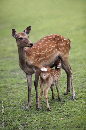 Deer and its fawn