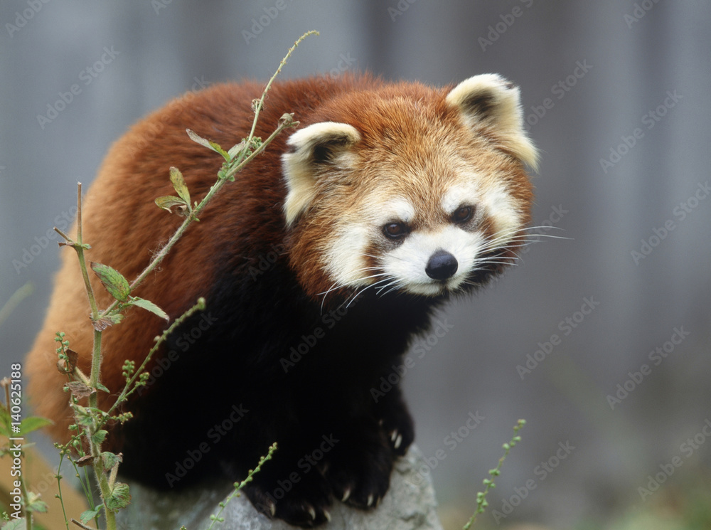 Red panda Red panda