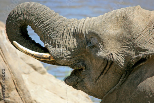 Junger Elefant am Wasserloch