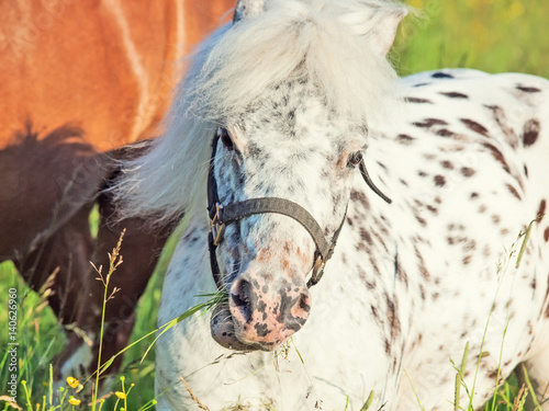 portrait of grazing Appaloosa pony in the meadow photo