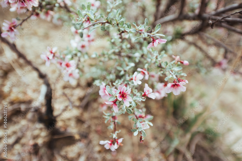 Pink almonds cherry flower close-up. Spring time flowers backgro Pink almonds cherry flower close-up. Spring time flowers backgro