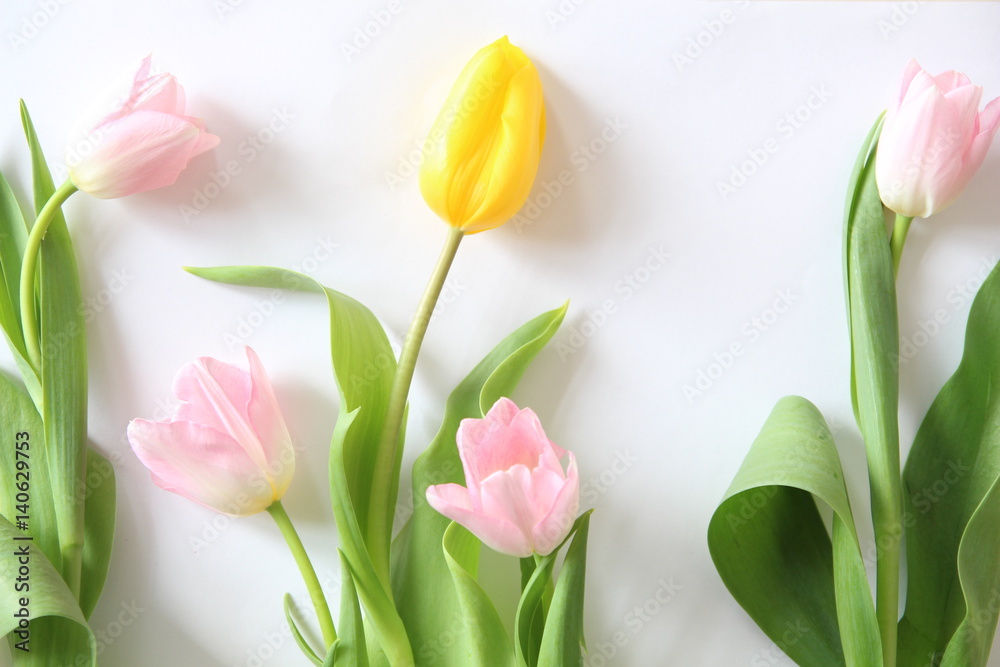 Fototapeta premium Multicolored tulips background. Pink. Yellow