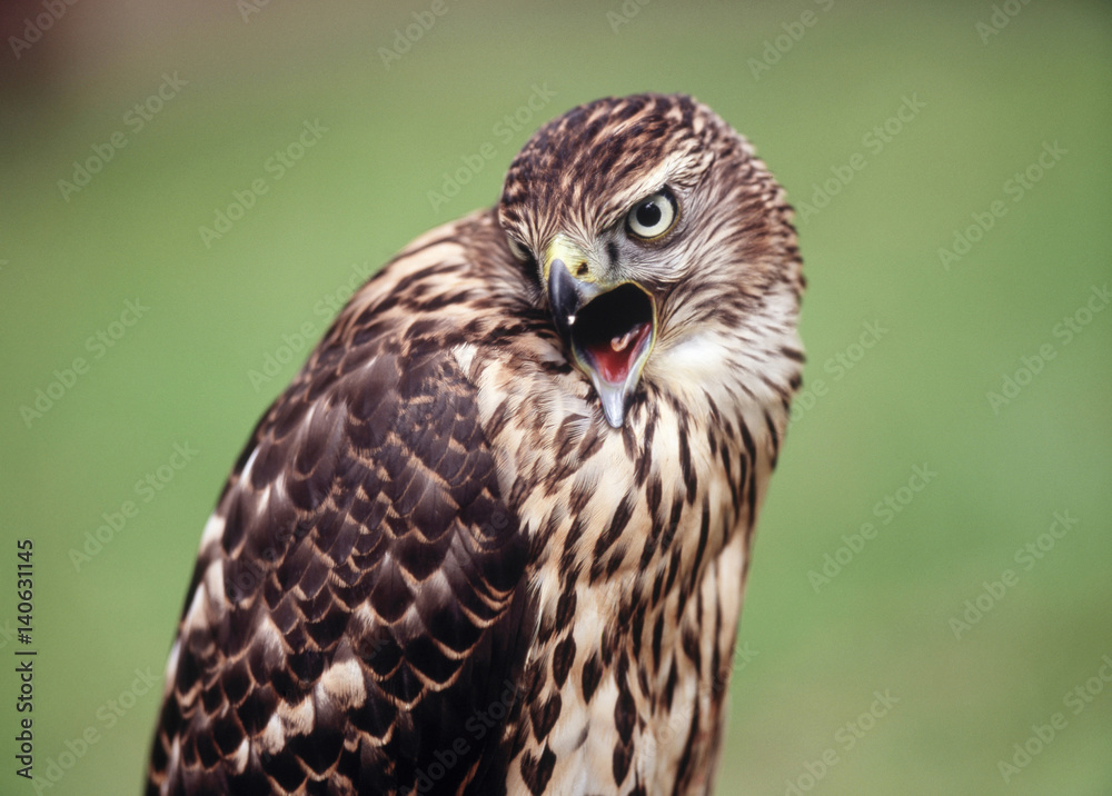 Close up of hawk Close up of hawk