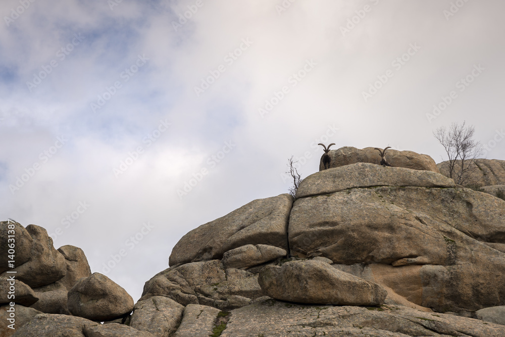 Mountain goats at the top of the mountain. Madrid Spain. Mountain goats at the top of the mountain. Madrid Spain.