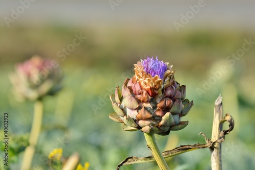 Foto Artichauts de Bretagne en fleur