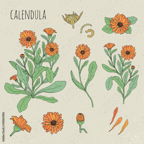 Calendula medical botanical isolated illustration