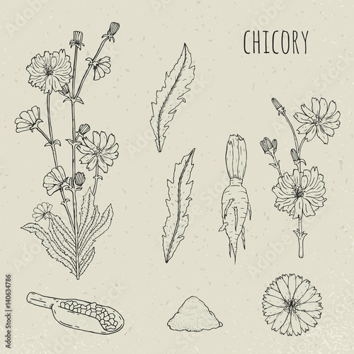 Chicory medical botanical isolated illustration. Plant, flowers, leaves, seed, root hand drawn set. Vintage outline sketch.