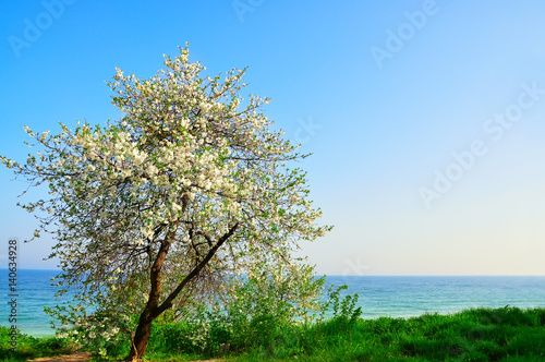 Beautiful spring cherry blossom blossomed by the sea 