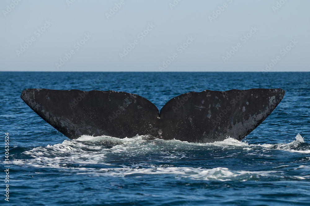Fototapeta premium Right whale, Patagonia , Argentina