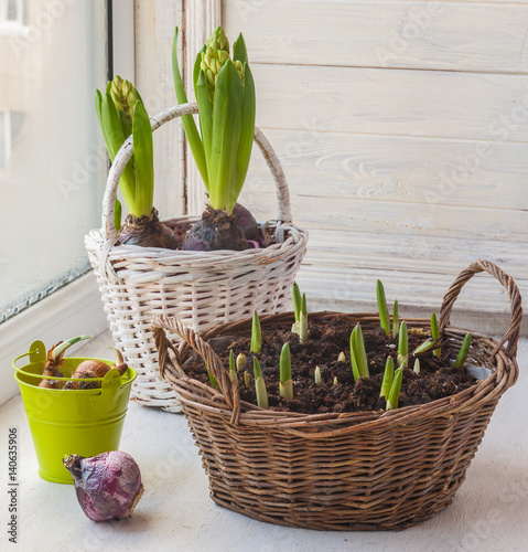 Hyacinths and tulips  in the basket  on the window