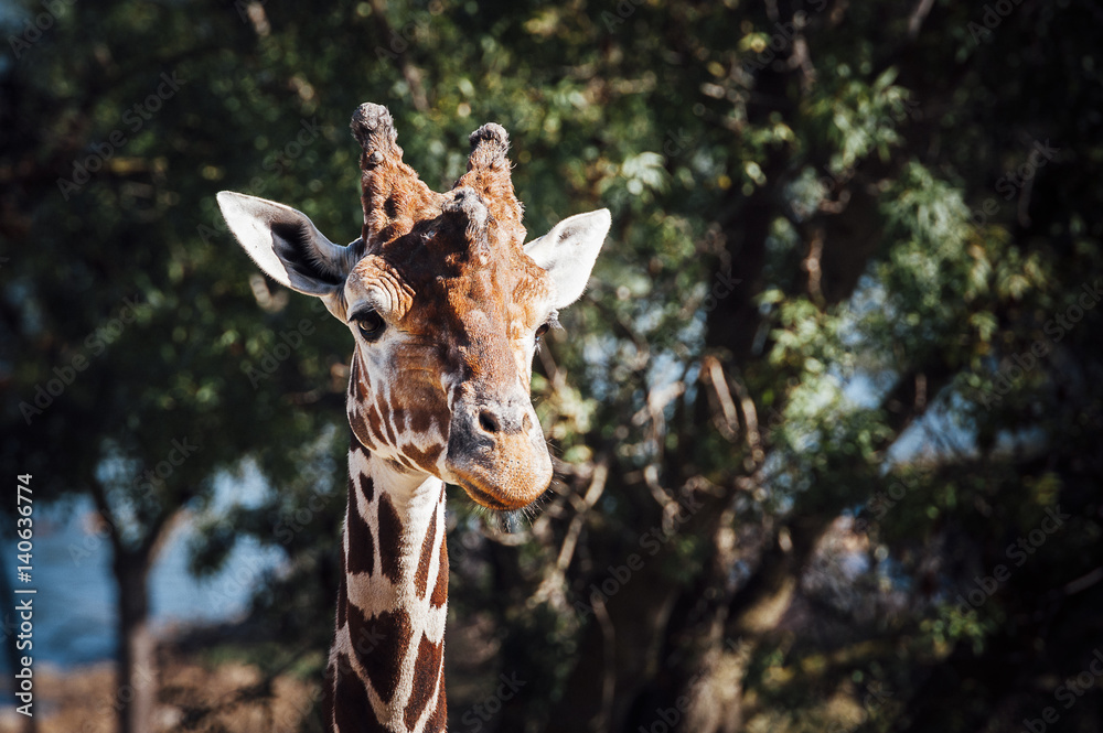 Naklejka premium Portrait de girafe