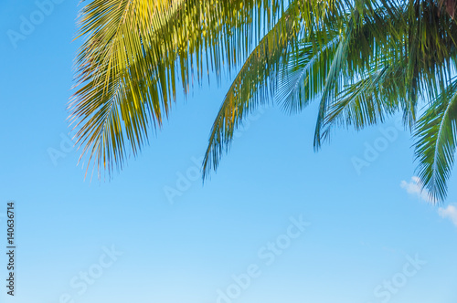 Leaves of Green coconut palm