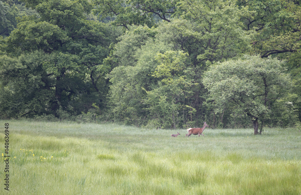 Obraz premium Hind with calf walking on meadow
