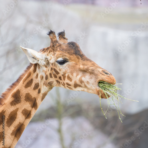 Giraffe  funny face eating grass