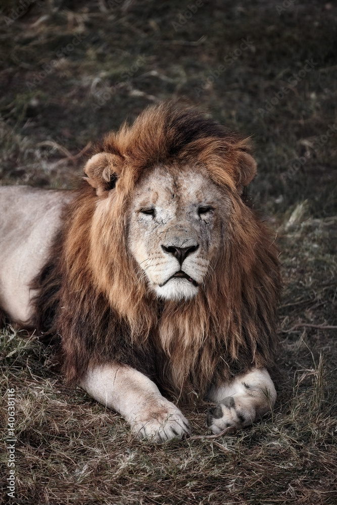 Beautiful Lion. Caesar in the savanna. scorched grass