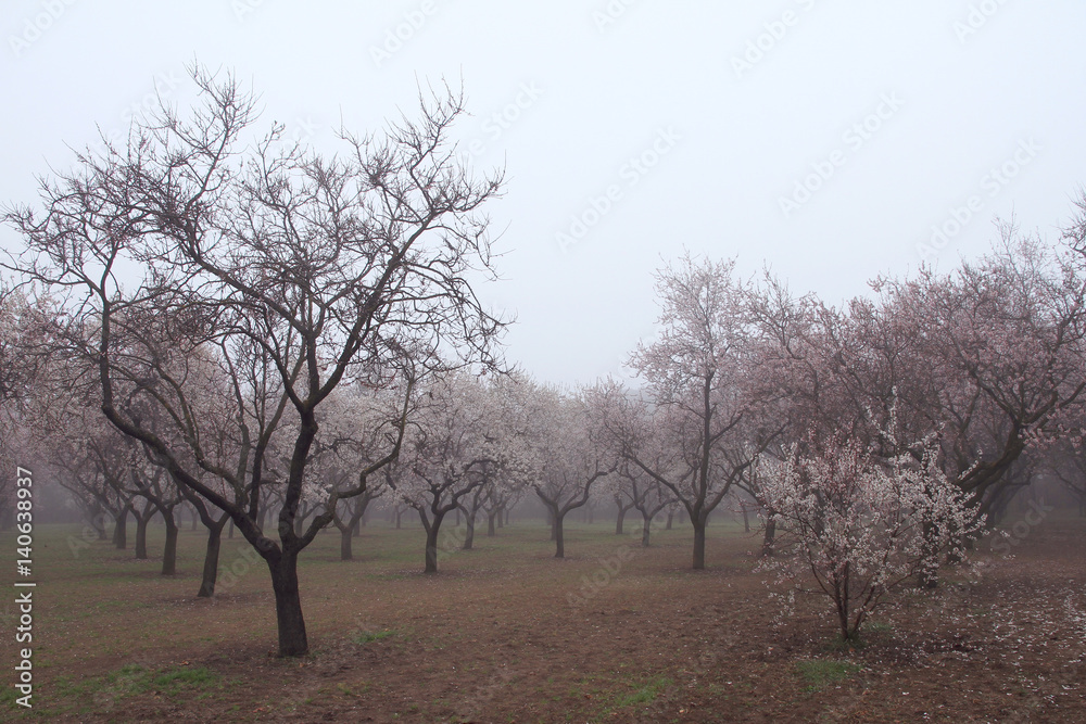 Almond grove. Blossoming trees in fog. Spain. Almond grove. Blossoming trees in fog. Spain.