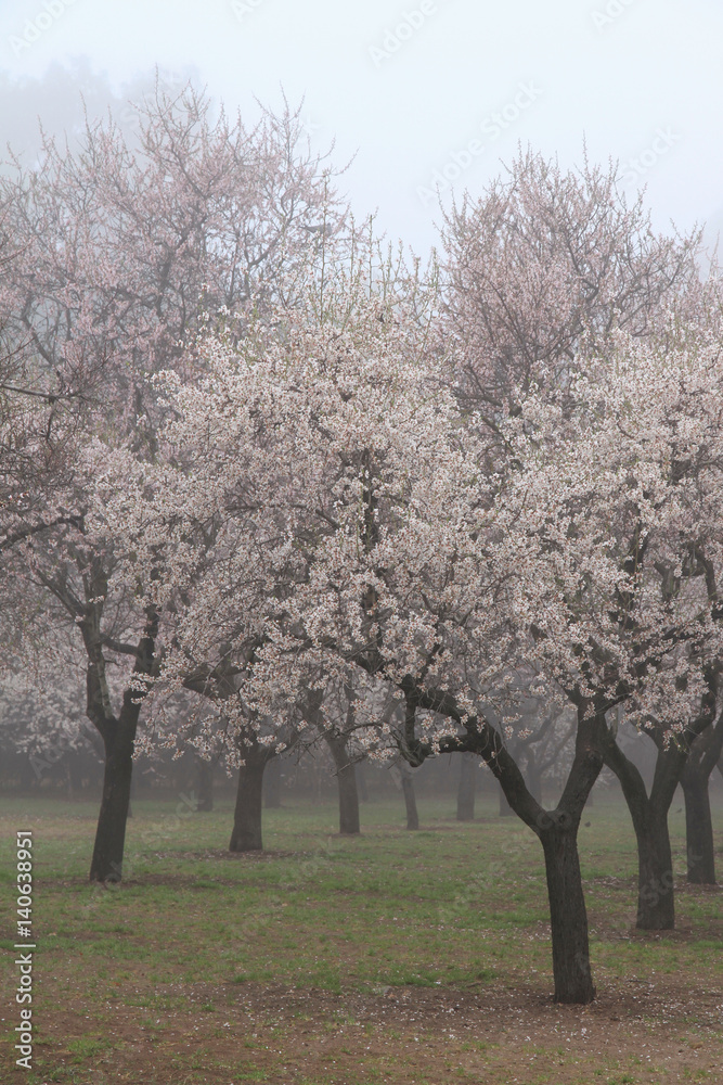 Almonds  blossoming trees in fog.