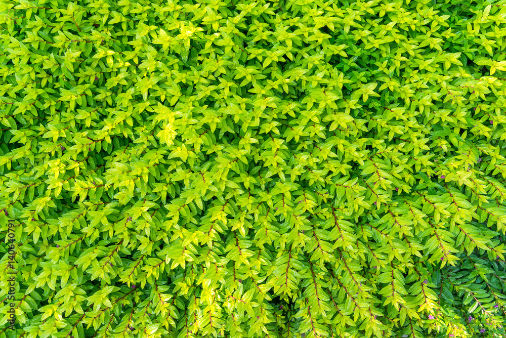Obraz premium Beautiful green tree for background