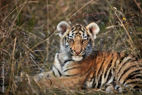 Fototapeta Naklejka Na Ścianę i Meble -  tiger cub in the grass