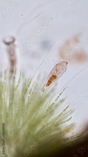 The rotifers (Rotifera, commonly called wheel animals) under microscopic view.