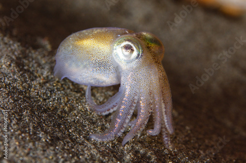 Cuadro en lienzo Stubby Squid