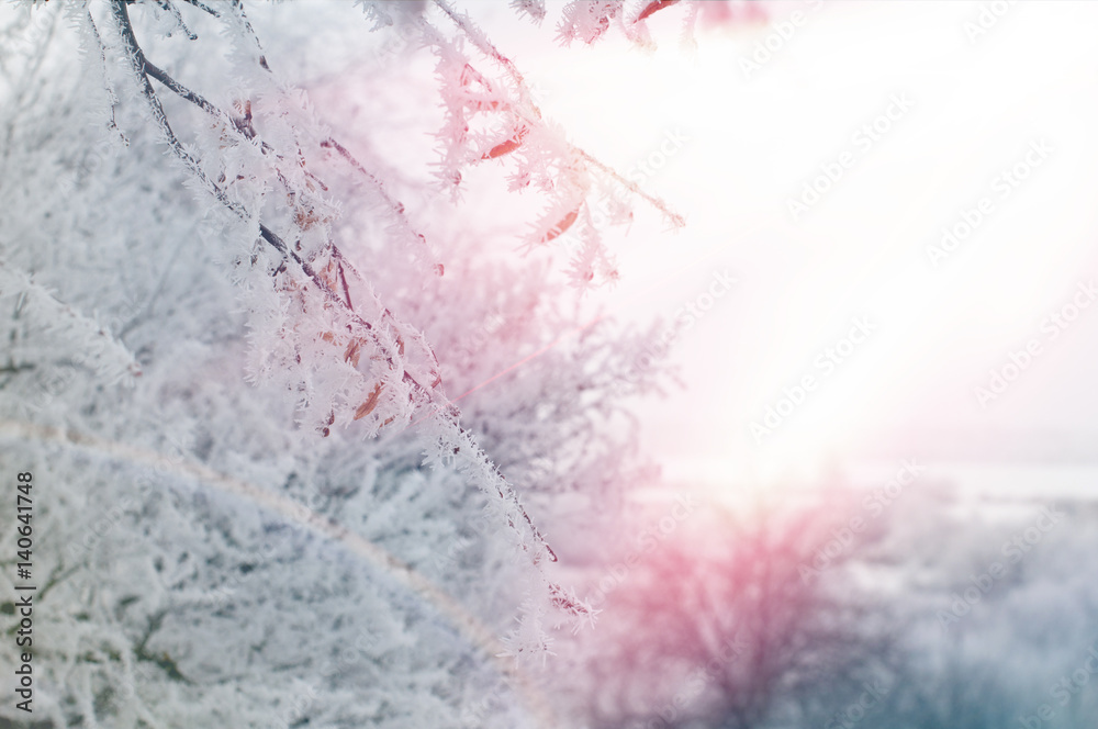 Fototapeta premium winter trees covered snow with sunlight background