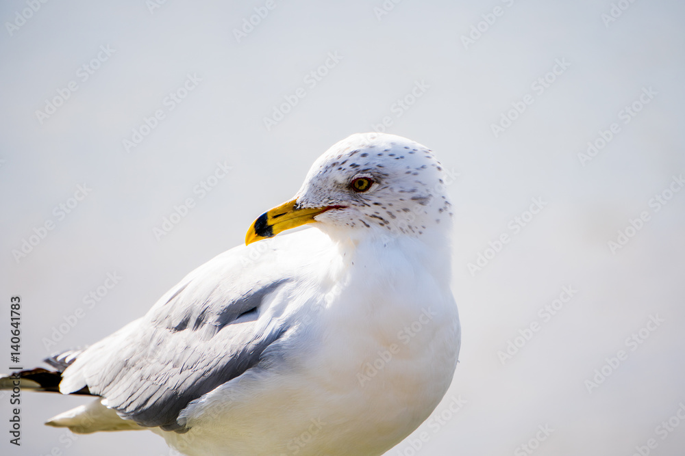 Seagull bird standing on a pier by the water side. White and grey feathers keep the animal warm in winter months. Head turned looking behind. Seagull bird standing on a pier by the water side. White and grey feathers keep the animal warm in winter months. Head turned looking behind.