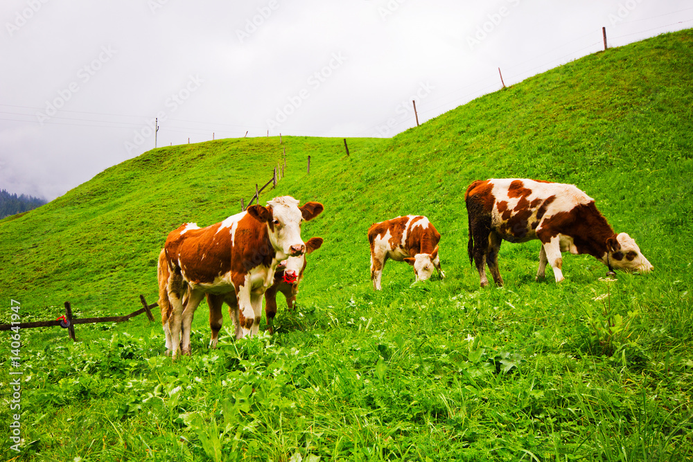 A herd of longhorn cows grazing on the alpine meadow on Tirol.