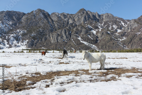 Horses are grazed on a snow glade among mountains in the early spring, Altai, Russia