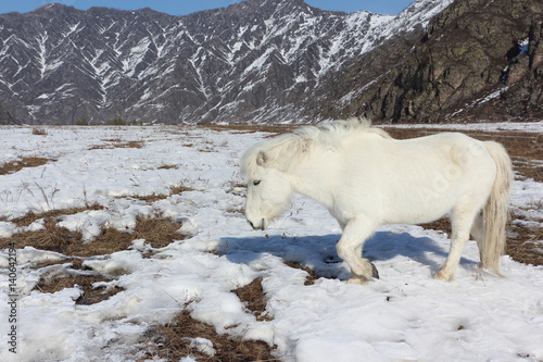 White wild horse is grazed on a snow glade among mountains in the early spring, Altai, Russia