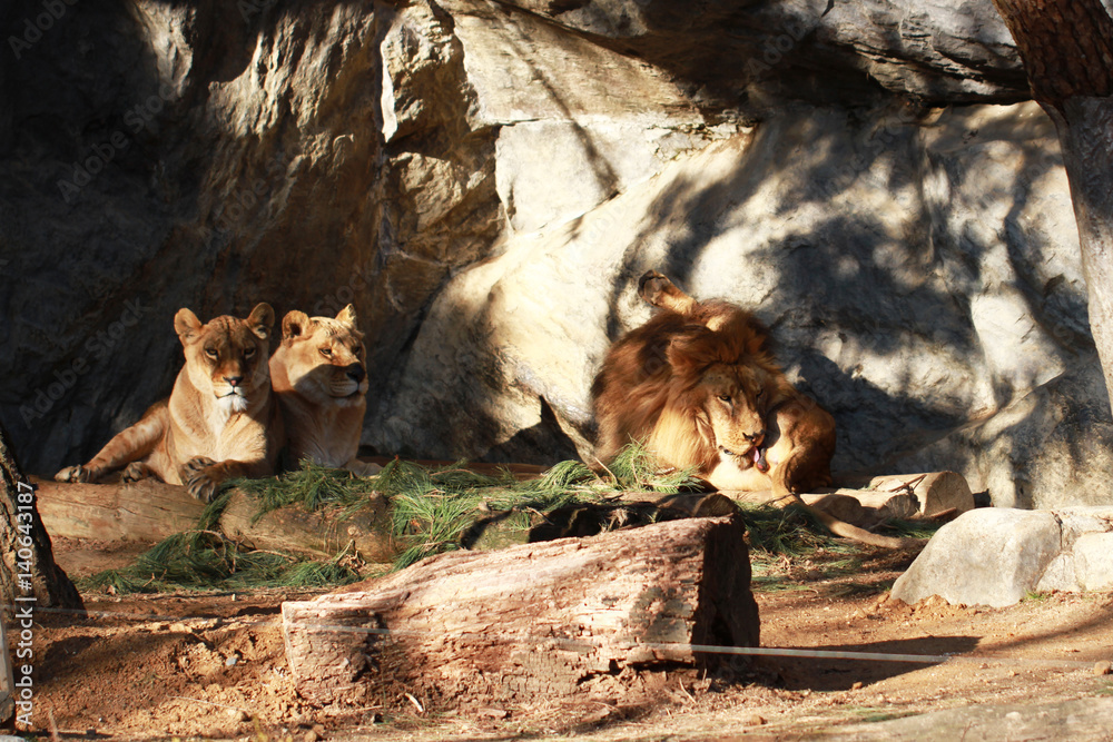 Naklejka premium wild male lion licking his ball and sitting two female lions on the rock in national forest