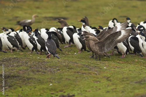 Falkland Skua (Catharacta antarctica) with wings outstretched next to a group of Imperial Shag (Phalacrocorax atriceps albiventer) on Bleaker Island in the Falkland Islands.