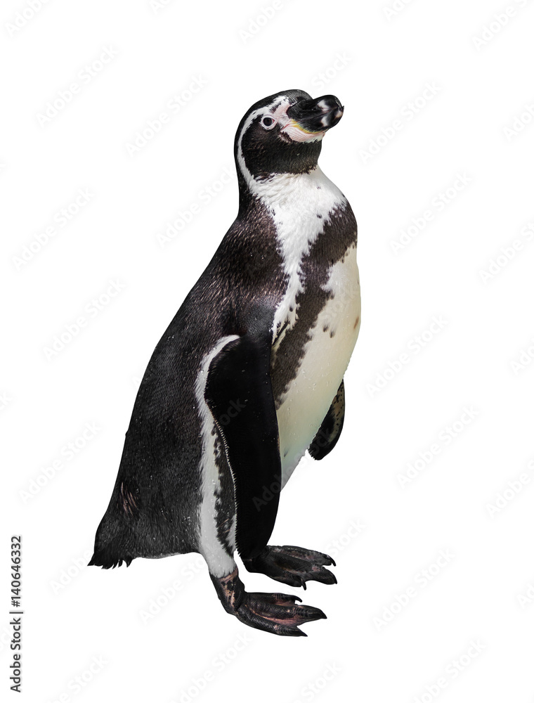 Obraz premium Penguin
