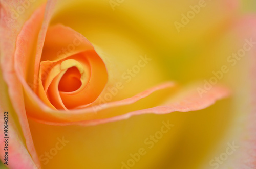 Beautifu yellow rose flower