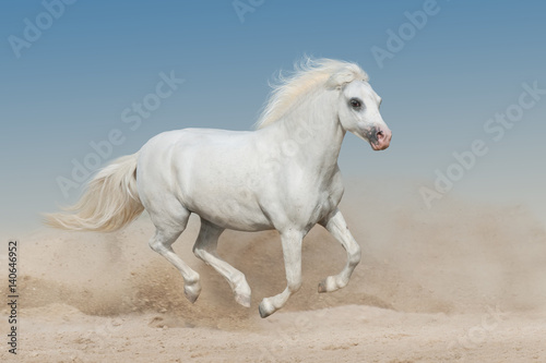 White welsh pony run gallop on sandy dust
