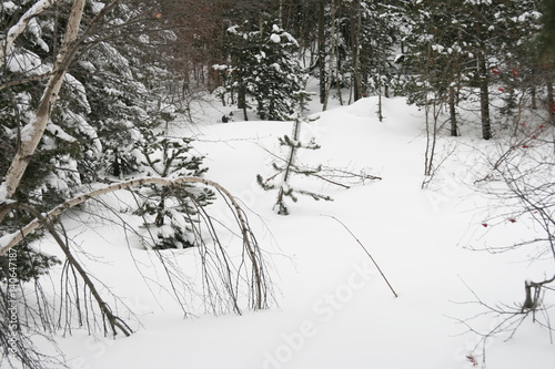 Arboles nevados