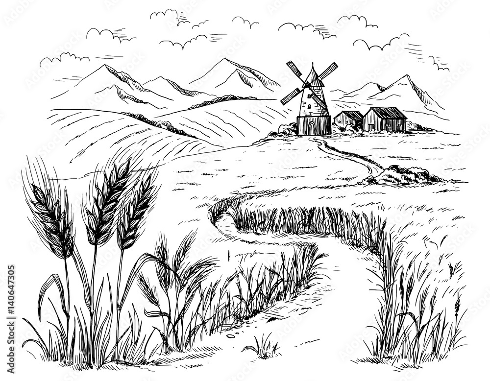 Rural landscape field wheat in graphical style. Hand drawn and ...