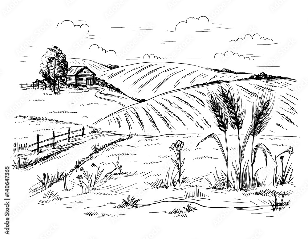 Rural landscape field wheat in graphical style. Hand drawn and ...