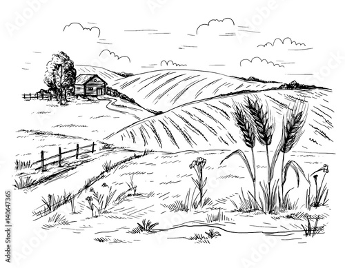 Rural landscape field wheat in graphical style. Hand drawn and converted to vector Illustration.