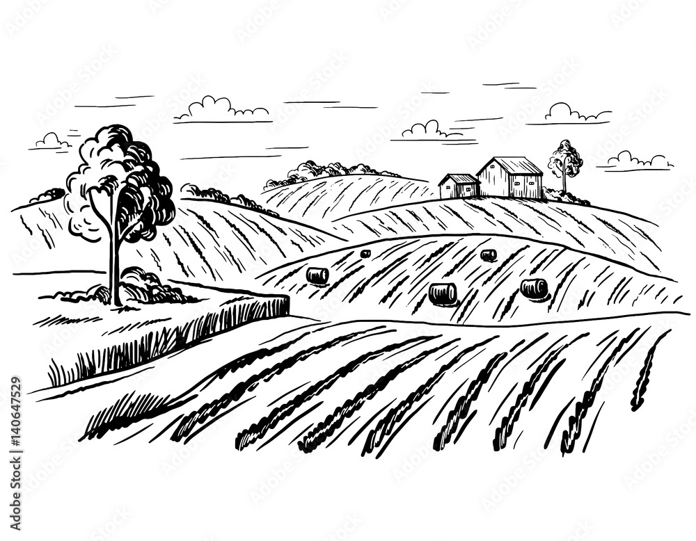 Rural landscape field wheat in graphical style. Hand drawn and ...
