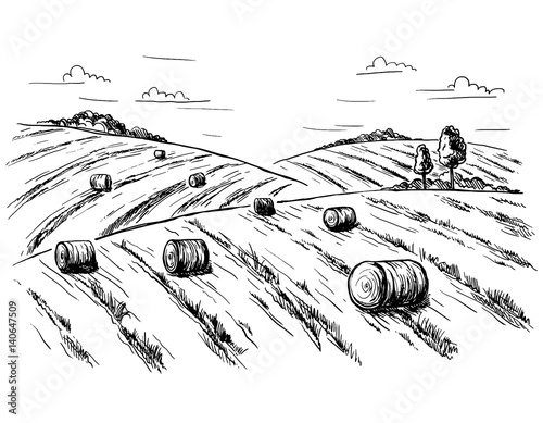 Rural landscape field wheat in graphical style. Hand drawn and converted to vector Illustration.