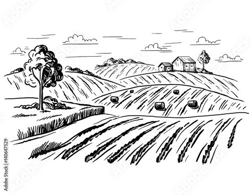 Rural landscape field wheat in graphical style. Hand drawn and converted to vector Illustration.