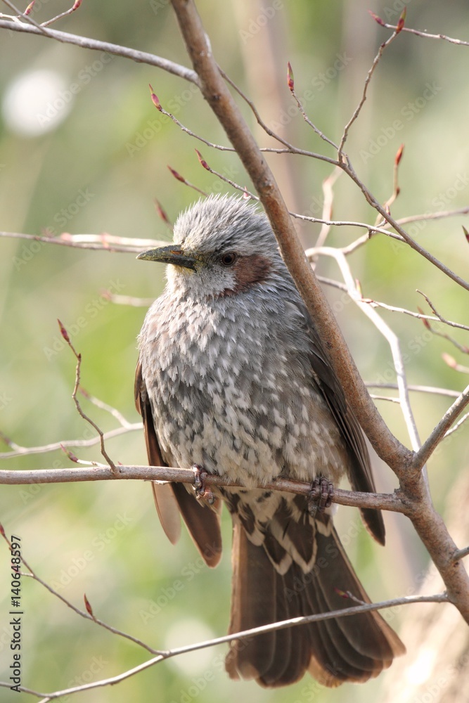 Obraz premium Brown-eared Bulbul (Hypsipetes amaurotis) in Japan - ヒヨドリ