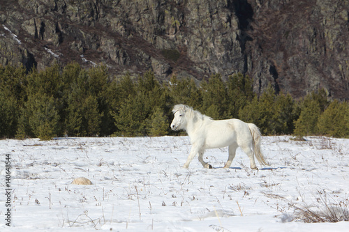 White wild horse is grazed on a snow glade among mountains in the early spring, Altai, Russia