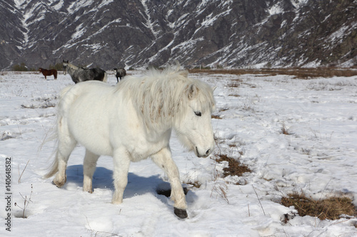 Fototapeta Naklejka Na Ścianę i Meble -  White wild horse is grazed on a snow glade among mountains in the early spring, Altai, Russia