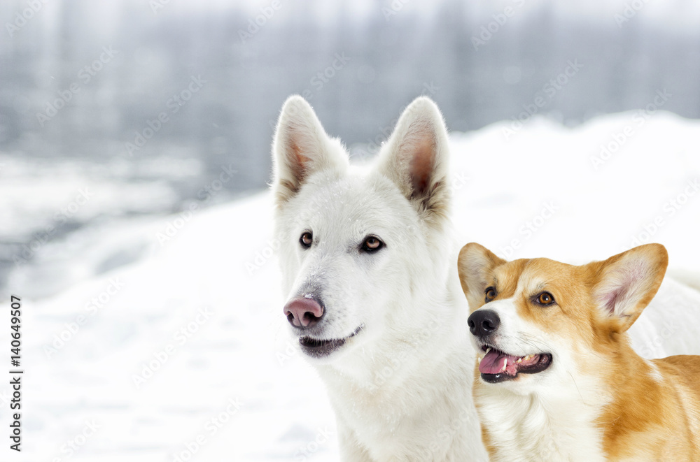 Naklejka premium White Swiss shepherd and welsh corgi on a walk