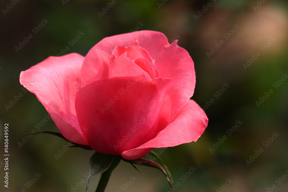 Beautiful Rose flower in the garden, Sonora