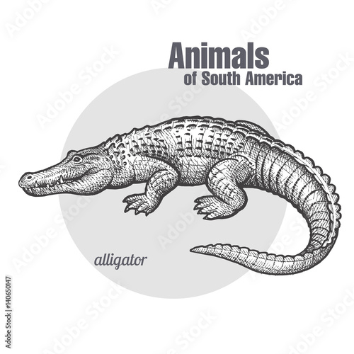 Animals of South America Caiman.