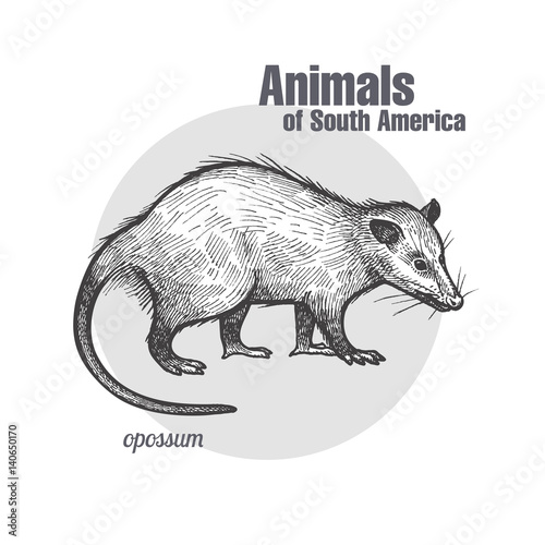 Animals of South America Opossum.