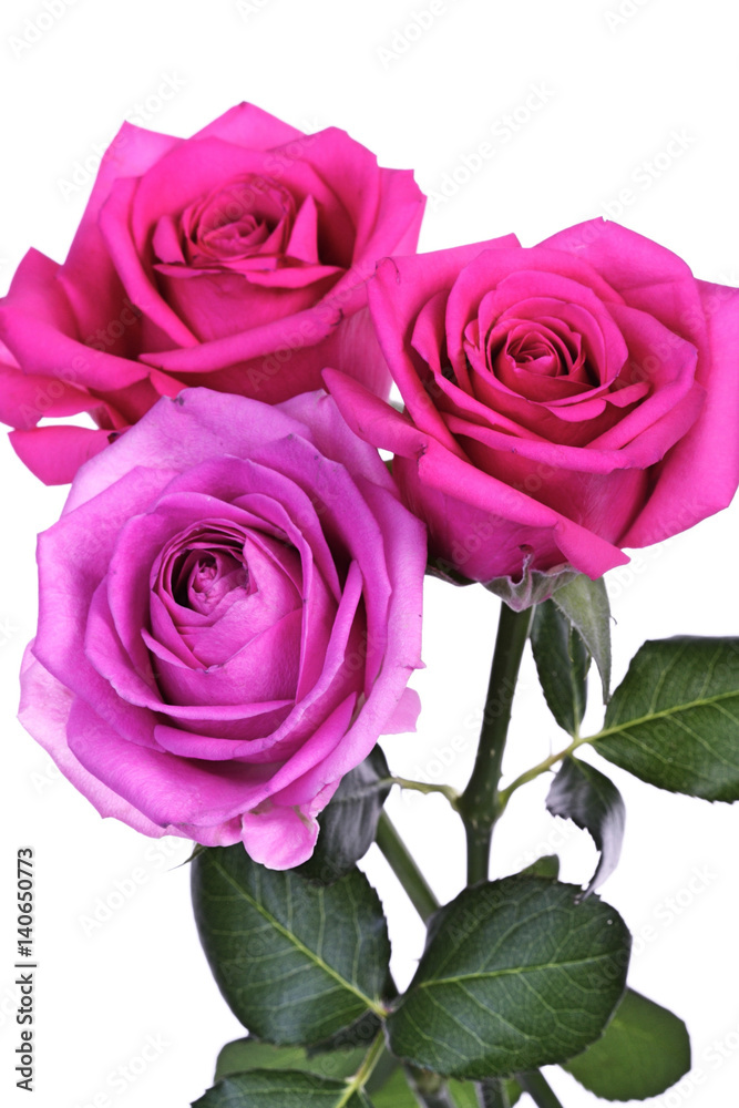 Close-up of pink rose on white background Close-up of pink rose on white background